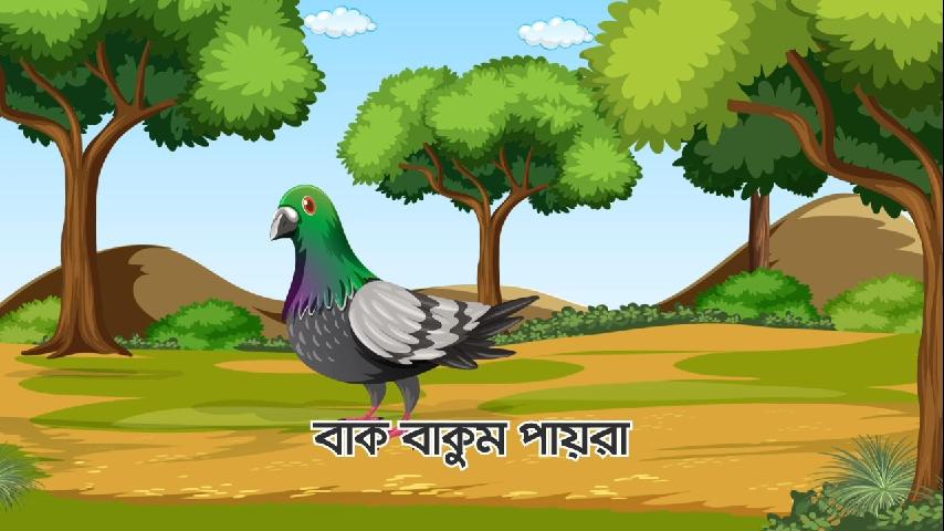 বাক বাকুম পায়রা - Bak Bakum Paira